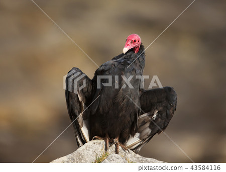 Turkey vulture with open wings warming on a rock 43584116