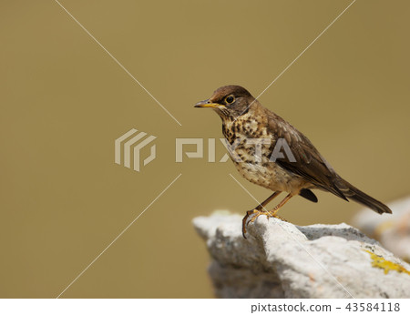 Close up of Falkland thrush perching on a stone 43584118