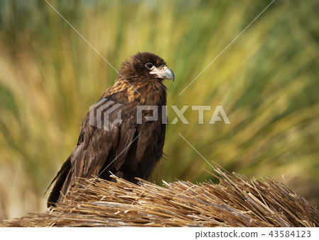 Close up of a juvenile striated caracara Close up of a juvenile striated caracara 43584123