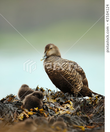 Female common eider in seeweed with chicks Female common eider in seeweed with chicks 43584124