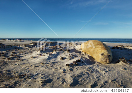 Southern Elephant seal sleeping on a sandy beach Southern Elephant seal sleeping on a sandy beach 43584127