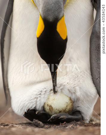 King penguin with an egg on feet  43584143