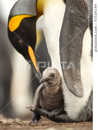 King penguin chick sitting on feet of its parent 43584144