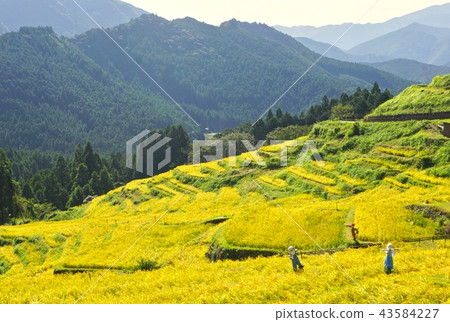 三重縣熊野市奇和町田田丸山山千代田丸山地區的坂山子 三重縣熊野市奇和町田田丸山山千代田丸山地區的坂山子 43584227