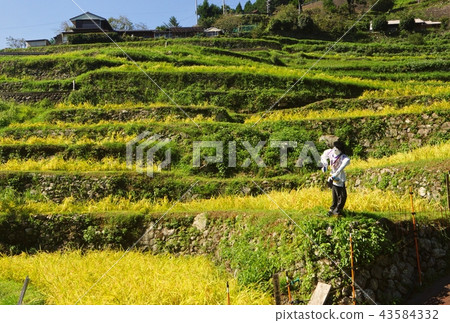 三重縣熊野市奇和町田田丸山山千代田丸山地區的坂山子 三重縣熊野市奇和町田田丸山山千代田丸山地區的坂山子 43584332