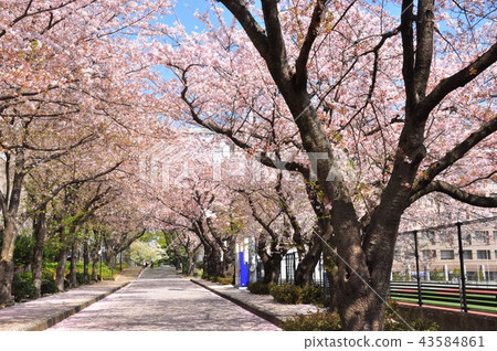 日本大學藤澤市一排排的櫻花樹 43584861