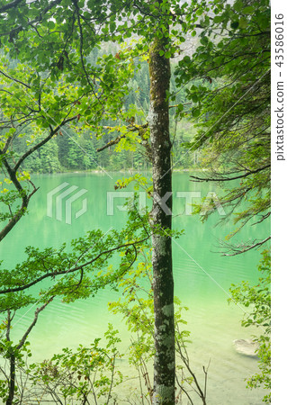 Beautiful lake in Austria, Gleinkersee in Austria Beautiful lake in Austria, Gleinkersee in Austria 43586016