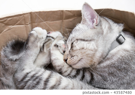 cat sleeping in a cardboard box 43587480