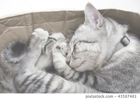 cat sleeping in a cardboard box, vintage photo 43587481