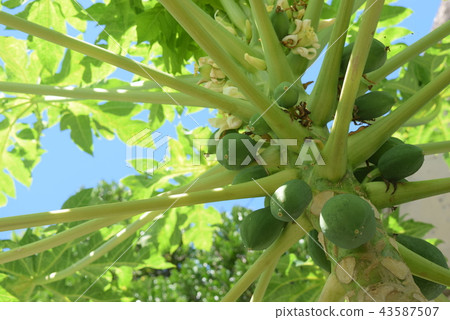 It is a southern country Papaya It is a southern country Papaya 43587507