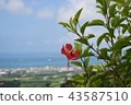 Ishigaki city and hibiscus 43587510
