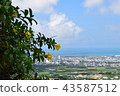 Ishigaki City and Allamanda 43587512