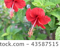 Shameful red 43587515