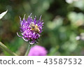 I love thistle 43587532