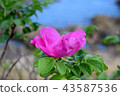 Sad and beautiful 43587536