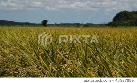 It is time of rice field harvest It is time of rice field harvest 43587899