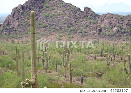 Arizona Cactus Benkei Column Saguaro Arizona Cactus Benkei Column Saguaro 43588107