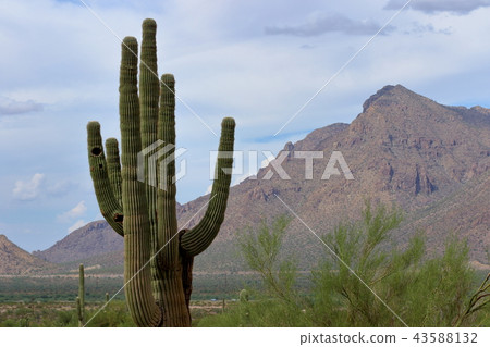 亞利桑那仙人掌Benkei專欄柱子 43588132