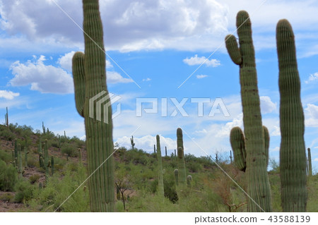 Arizona Cactus Benkei Column Saguaro Arizona Cactus Benkei Column Saguaro 43588139