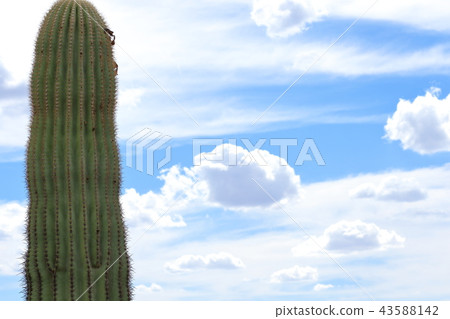 Arizona Cactus Benkei Column Saguaro 43588142