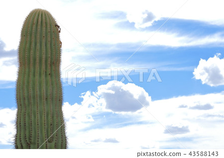 Arizona Cactus Benkei Column Saguaro Arizona Cactus Benkei Column Saguaro 43588143