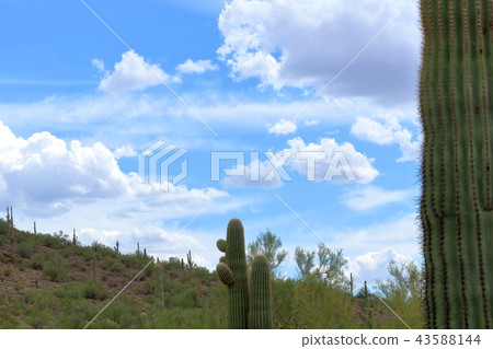Arizona Cactus Benkei Column Saguaro 43588144