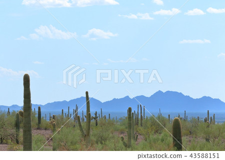 Arizona Cactus Benkei Column Saguaro Arizona Cactus Benkei Column Saguaro 43588151