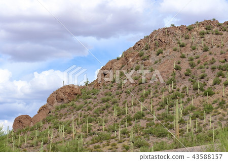Arizona Cactus Benkei Column Saguaro 43588157