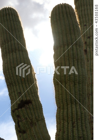 亞利桑那仙人掌Benkei專欄柱子 43588168