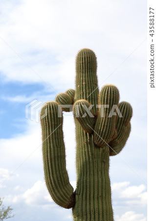 Arizona Cactus Benkei Column Saguaro 43588177