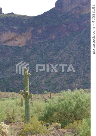 Arizona Cactus Benkei Column Saguaro 43588195