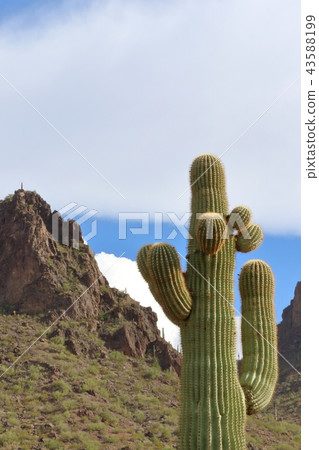 Arizona Cactus Benkei Column Saguaro 43588199