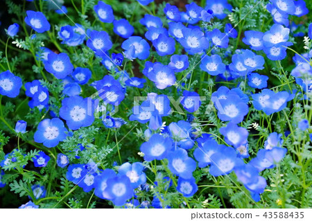 Flower Nemophila / Ruri Karakusa (Ashikaga City, Tochigi Prefecture) 43588435