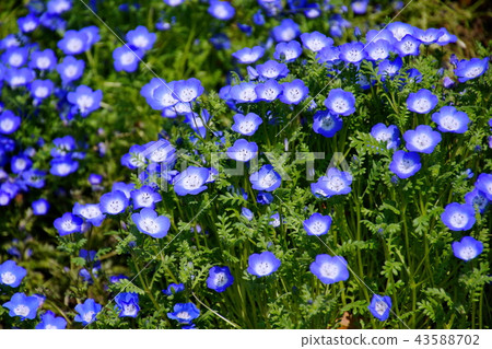 Flower Nemophila / Ruri Karakusa (Ashikaga City, Tochigi Prefecture) Flower Nemophila / Ruri Karakusa (Ashikaga City, Tochigi Prefecture) 43588702