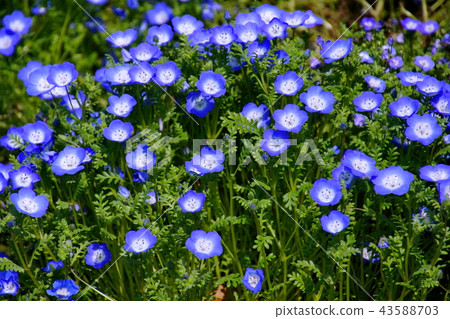 Flower Nemophila / Ruri Karakusa (Ashikaga City, Tochigi Prefecture) Flower Nemophila / Ruri Karakusa (Ashikaga City, Tochigi Prefecture) 43588703