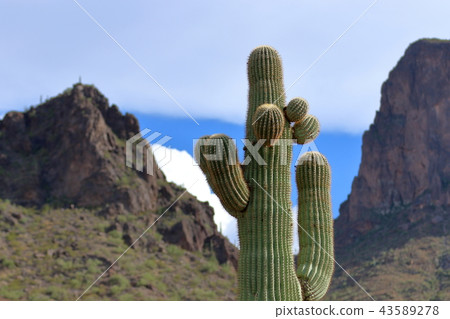 Arizona Cactus Benkei Column Saguaro 43589278