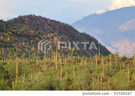 Arizona Cactus Benkei Column Saguaro Arizona Cactus Benkei Column Saguaro 43589287