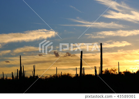 Arizona Cactus Benkei Column Saguaro 43589301