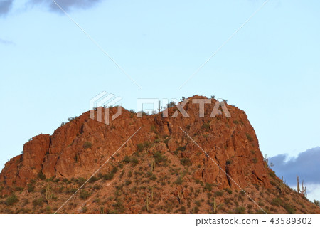 Arizona Cactus Benkei Column Saguaro 43589302