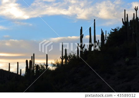 Arizona Cactus Benkei Column Saguaro Arizona Cactus Benkei Column Saguaro 43589312