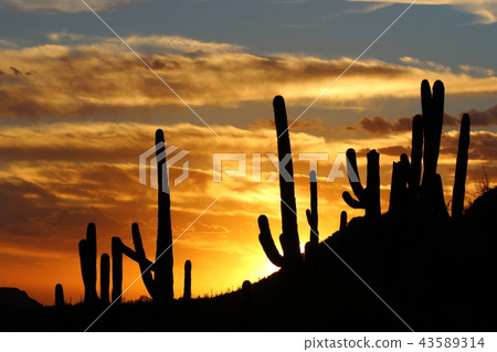 Arizona Cactus Benkei Column Saguaro 43589314