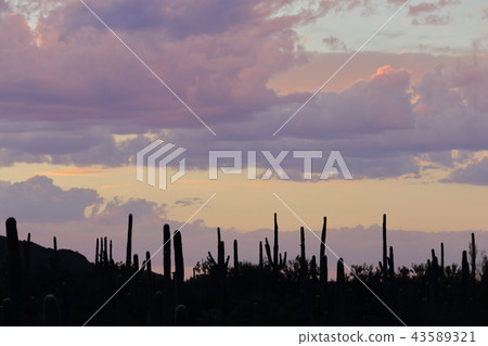 亞利桑那仙人掌Benkei專欄柱子 亞利桑那仙人掌Benkei專欄柱子 43589321