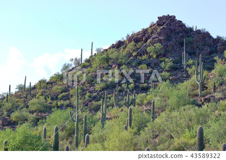 Arizona Cactus Benkei Column Saguaro Arizona Cactus Benkei Column Saguaro 43589322