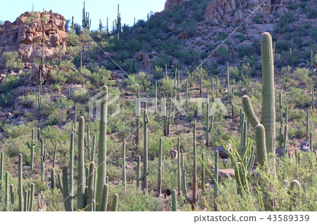 Arizona Cactus Benkei Column Saguaro Arizona Cactus Benkei Column Saguaro 43589339
