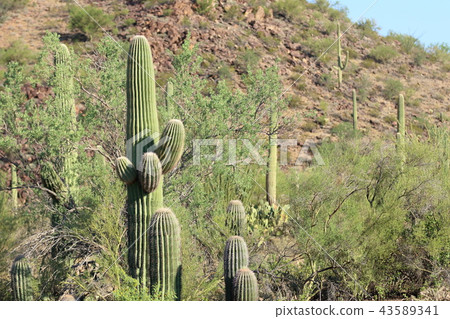 Arizona Cactus Benkei Column Saguaro 43589341