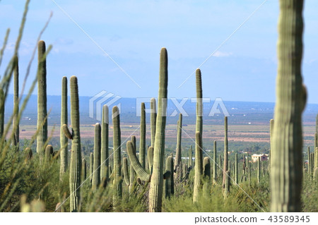 亞利桑那仙人掌Benkei專欄柱子 43589345
