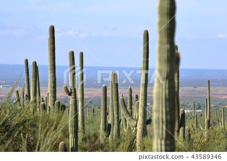 Arizona Cactus Benkei Column Saguaro 43589346