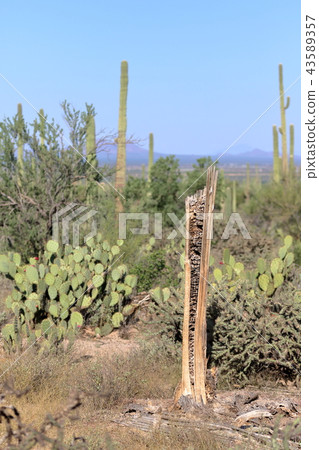 Arizona Cactus Benkei Column Saguaro 43589357