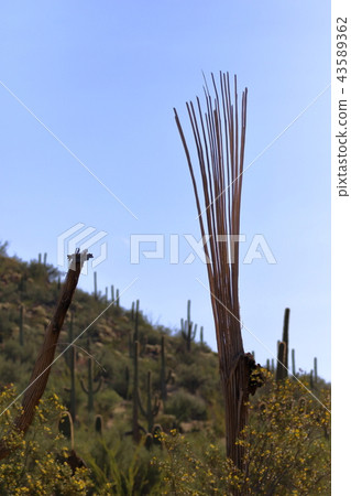 Arizona Cactus Benkei Column Saguaro 43589362