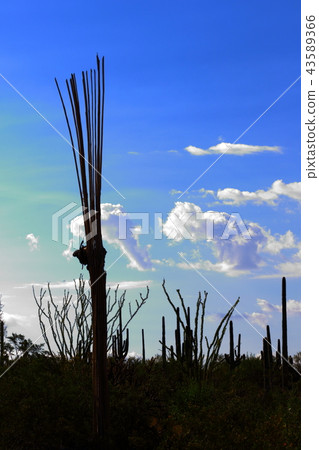 Arizona Cactus Benkei Column Saguaro 43589366